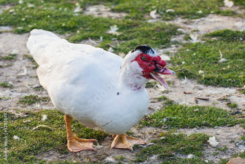 white duck in the grass