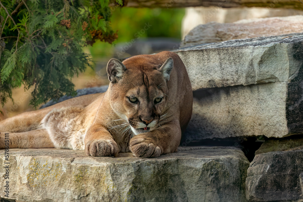 The cougar (Puma concolor), native American animal known as catamount, mountain lion, painter, panther and puma. The cougar (Puma concolor), native American animal known as catamount, mountain lion, painter, panther and puma.