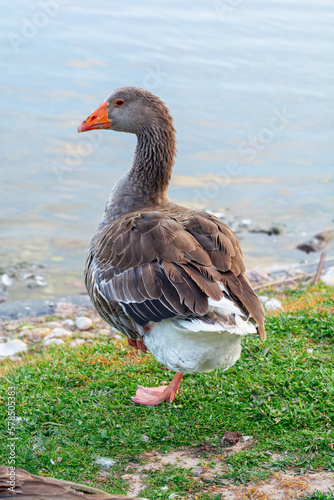 goose on the shore