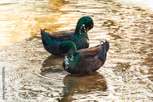 two colorful ducks on the lake