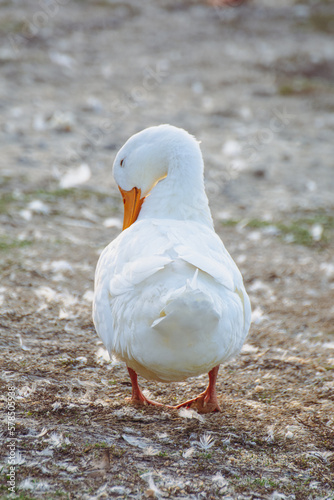 white goose on the beach