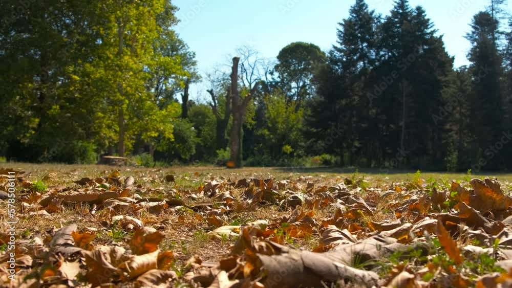 Brown fallen leaves on empty park. A view of bright day with sunny ground with brown folliage by green park. A concept of eco friendly park and eco nature. Brown fallen leaves on empty park. A view of bright day with sunny ground with brown folliage by green park. A concept of eco friendly park and eco nature.
