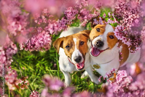 Two Dog face in spring flowering tree