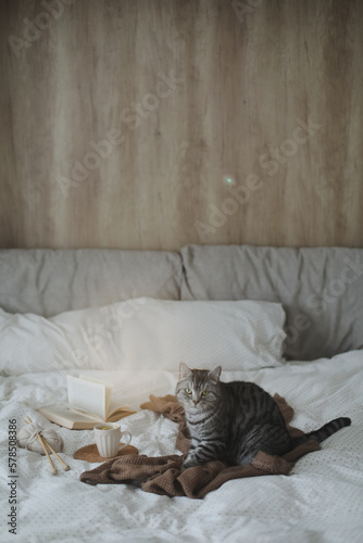 Cute tabby cat in bed on warm blanket. Hygge concept. Lazy weekend. Cozy home atmosphere