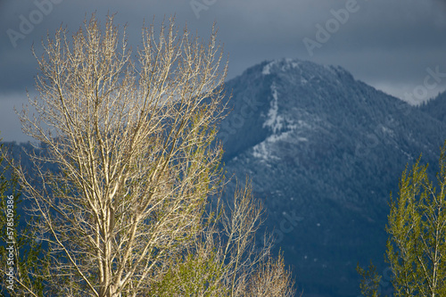 Cottonwoods & Bridger Mountains in the spring; Bozeman, Montana photo
