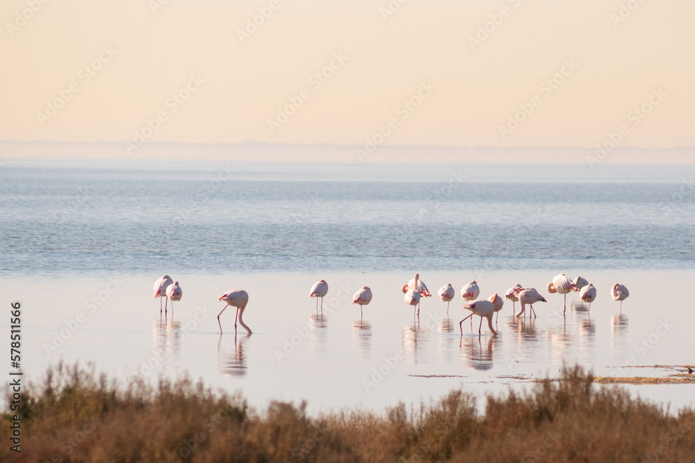 Fototapeta premium Flamant en camargue