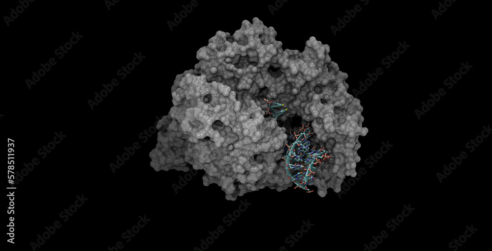 SARS-CoV- / Covid-10 RNA-dependent RNA polymerase with RNA 3D molecule 4K SARS-CoV- / Covid-10 RNA-dependent RNA polymerase with RNA 3D molecule 4K