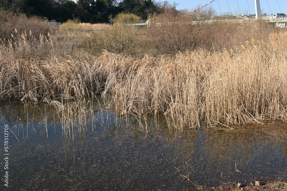 The common reed in the retarding basin. Common reed are Poaceae perennial plants that form tall colonies in rivers and marshes. The common reed in the retarding basin. Common reed are Poaceae perennial plants that form tall colonies in rivers and marshes.