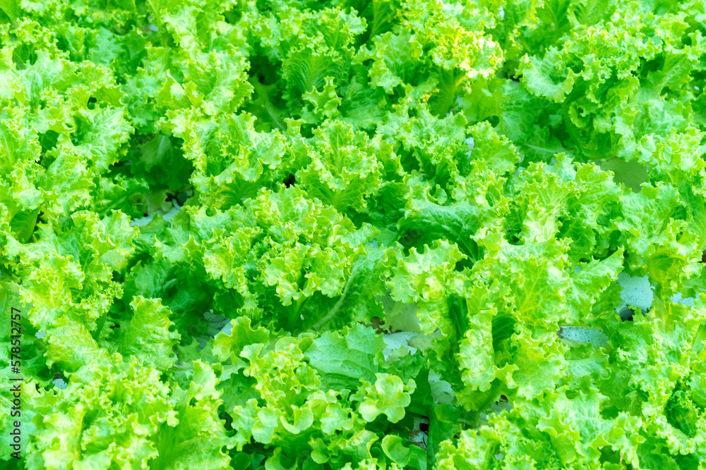 Fresh lettuce leaves, close up of organic healthy green lettuce plants at farm