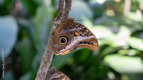 Butterfly Rainforest exhibit in Gainesville, Florida. photo
