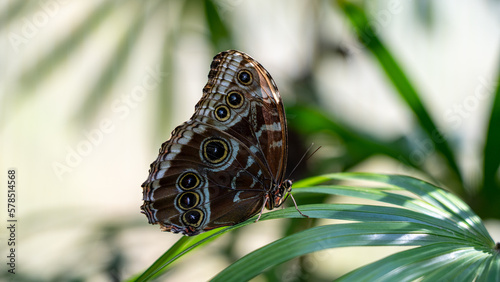 Butterfly Rainforest exhibit in Gainesville, Florida. photo