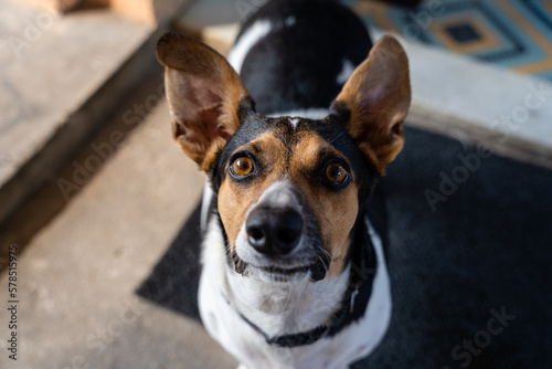 O cachorro e as grandes orelhas