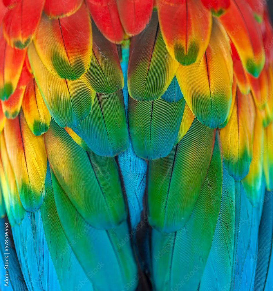 Fototapeta premium Macas wings