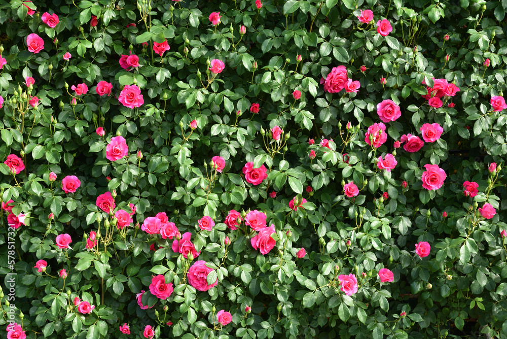 Wall of pink rose, angela