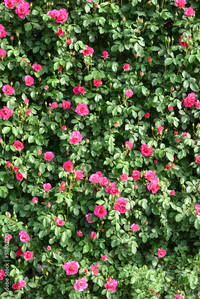 Wall of pink rose, angela