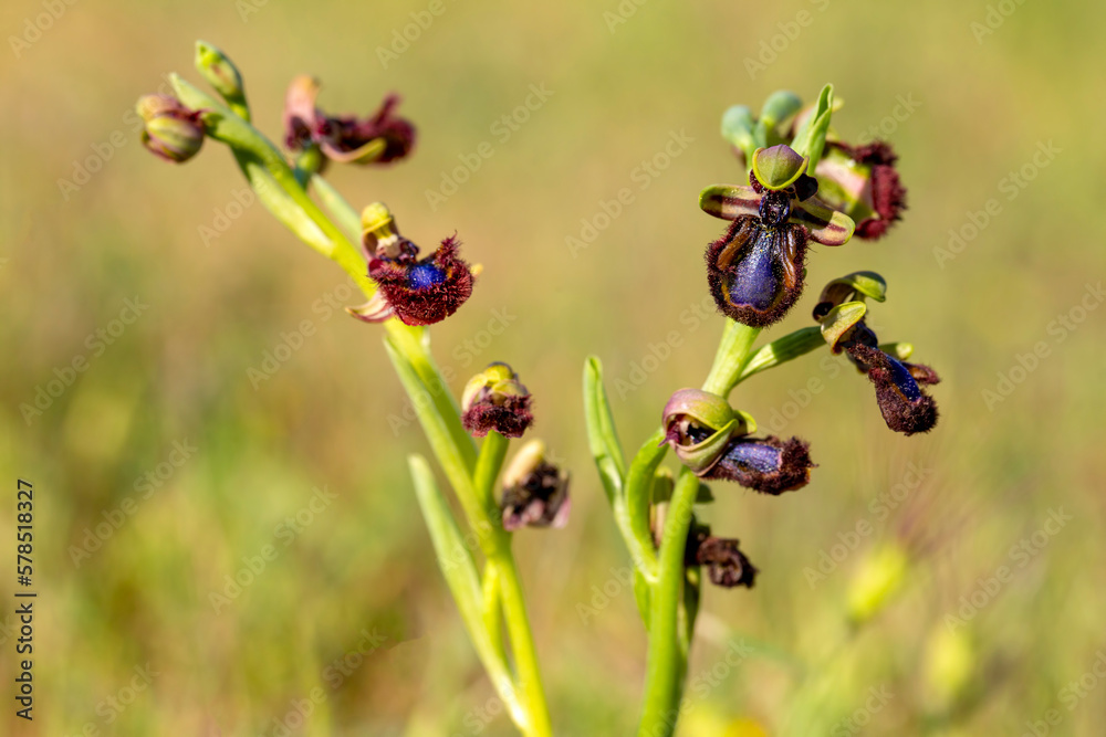 Wild orchid, scientific name; Ophrys speculum Wild orchid, scientific name; Ophrys speculum