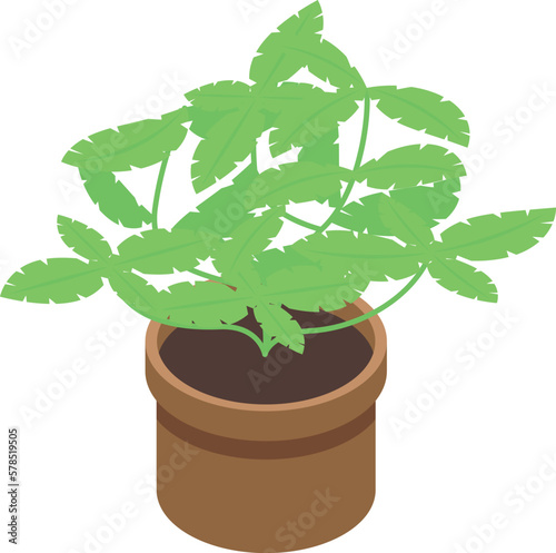 Basil plant pot icon isometric vector. Fresh herb. Natural organic