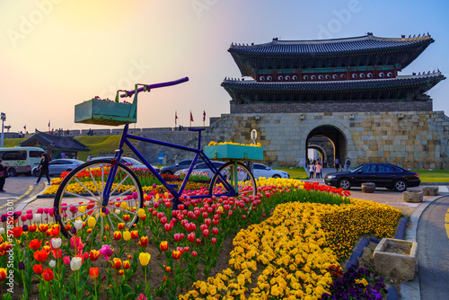 flowers tulips in suwon in the summer the weather is cool Hwaseong Fortress at suwon city south Korea