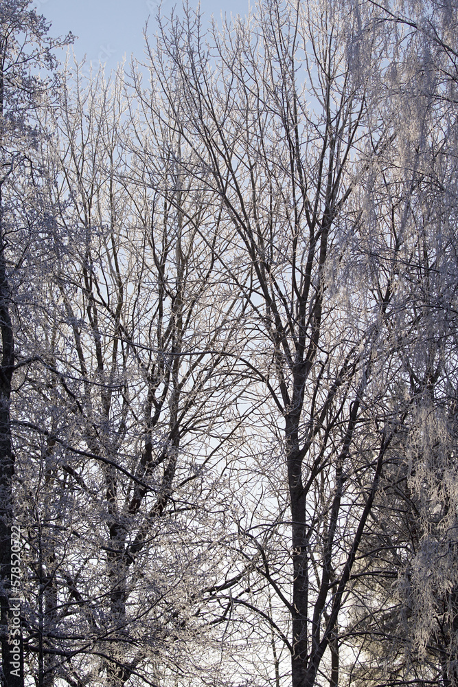 trees in winter trees in winter
