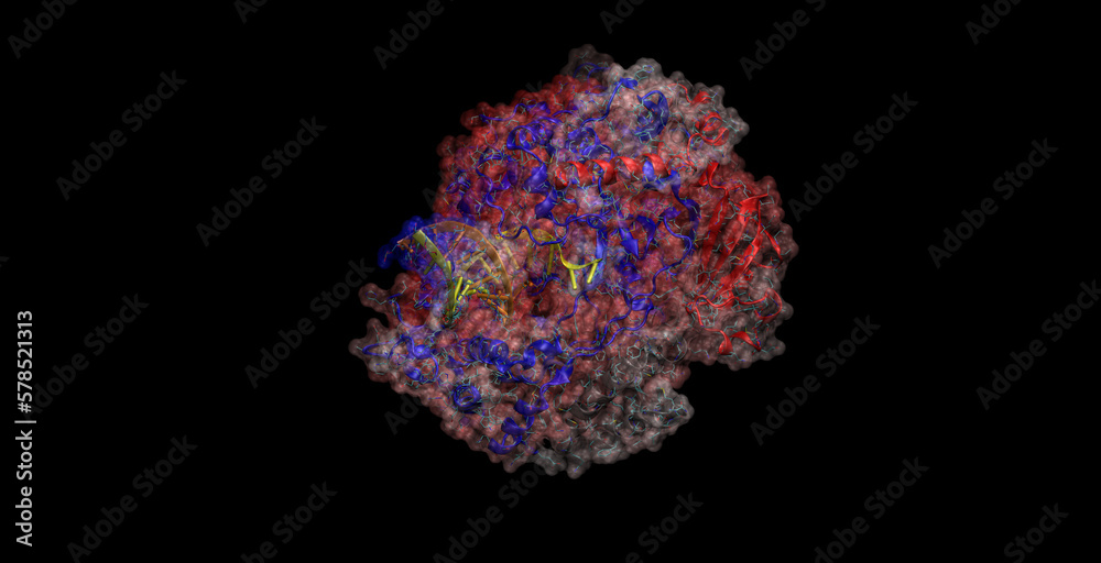 Fototapeta premium SARS-CoV- / Covid-10 RNA-dependent RNA polymerase with RNA 3D molecule 4K