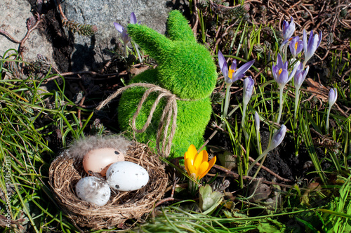 Easter rabbit with a nest of eggs, with purple and yellow crocuses in the grass