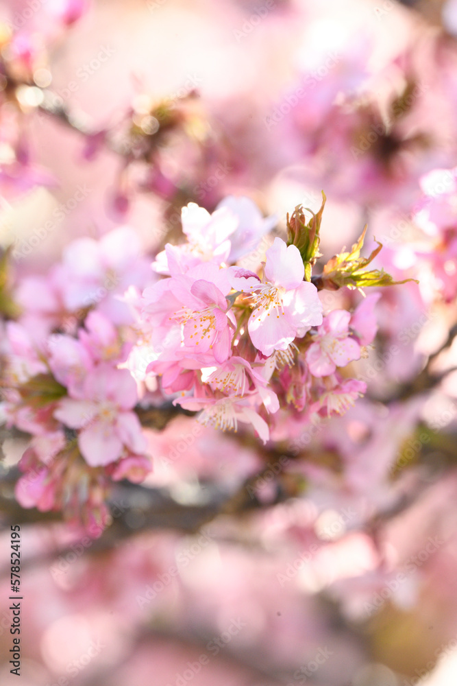 満開を迎えた河津桜の花
