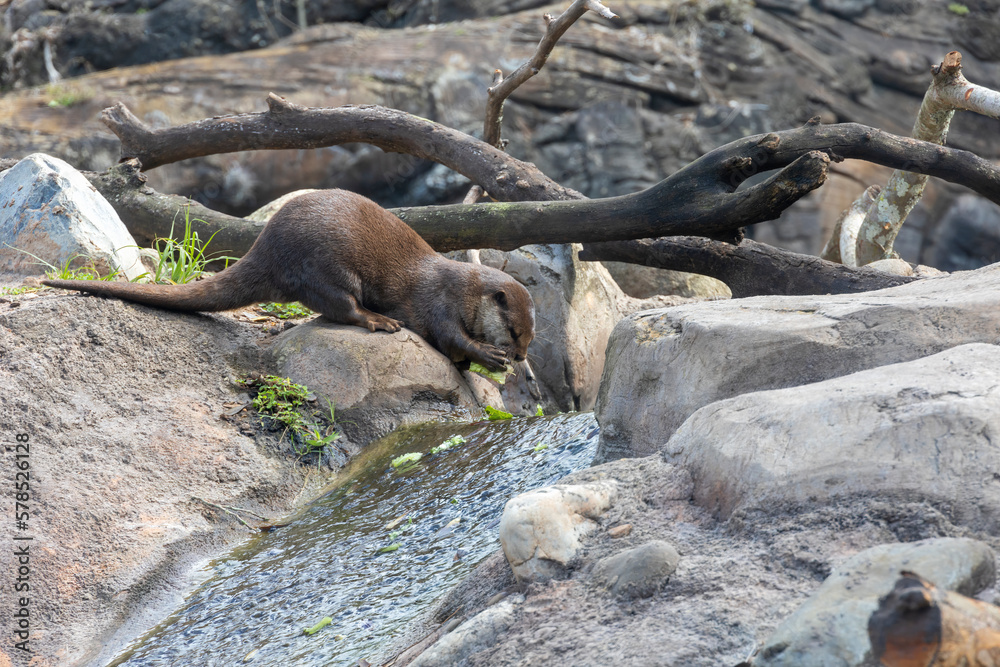 Fototapeta premium A single otter is hard at work gathering food from a nearby stream in Orlando, Florida.
