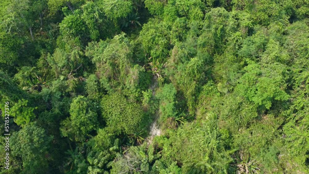 The Thailand tropical forest in the hot season is a vibrant and enchanting place, teeming with life and bursting with colors, scents, and sounds. 4K Footage Aerial view of Thailand forest 