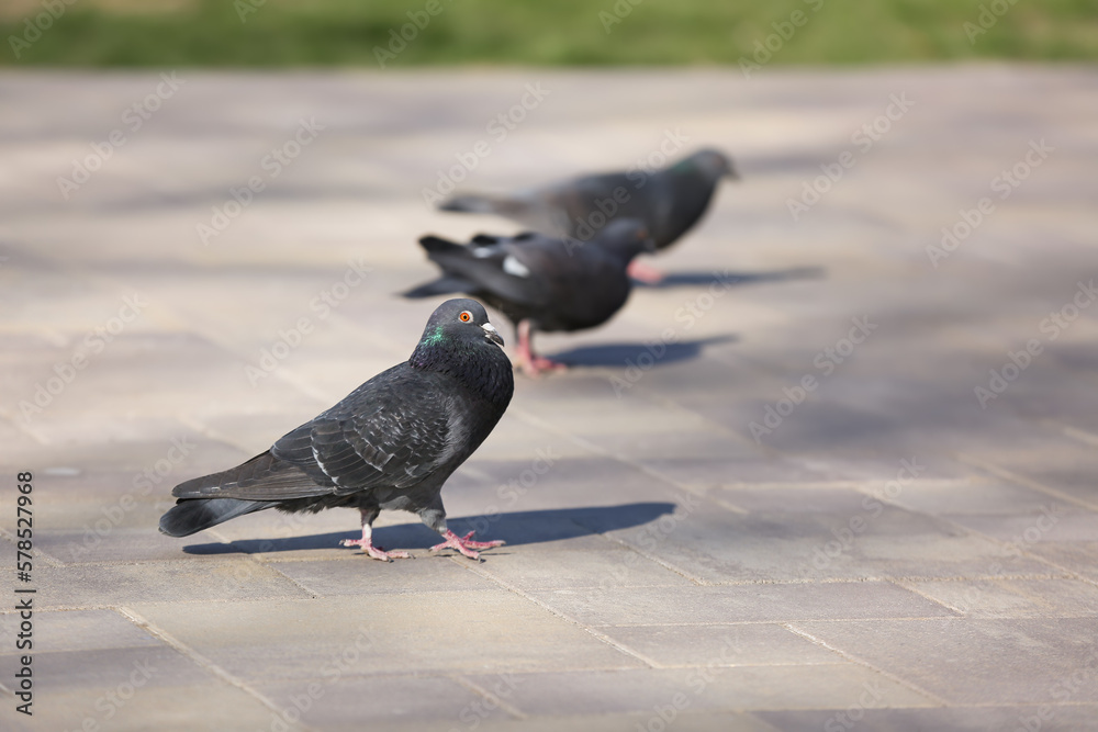 Obraz premium Pigeons on grey pavement outdoors