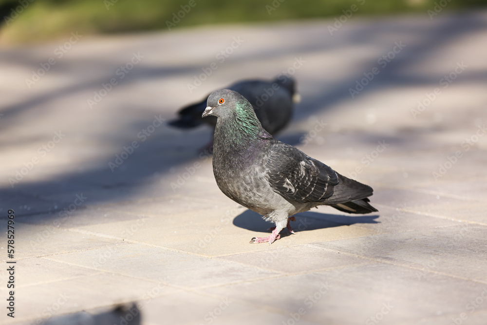 Pigeon on grey pavement outdoors, closeup Pigeon on grey pavement outdoors, closeup
