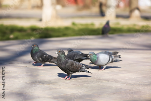 Pigeons on grey pavement outdoors