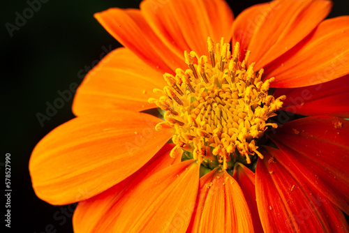 orange daisy on a dark black background