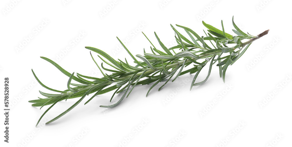 Fresh green rosemary isolated on white. Aromatic herb Fresh green rosemary isolated on white. Aromatic herb