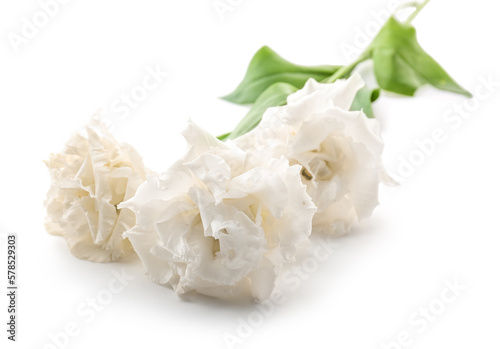 Bunch of beautiful rose flowers on white background, closeup