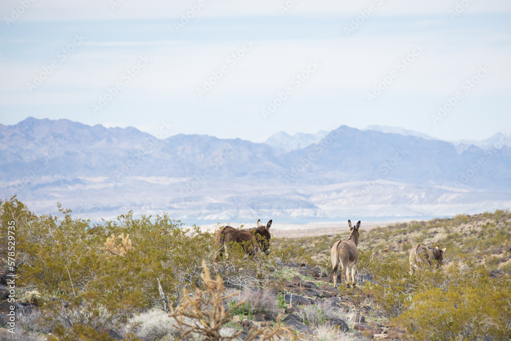 Naklejka premium Wild burros in the desert