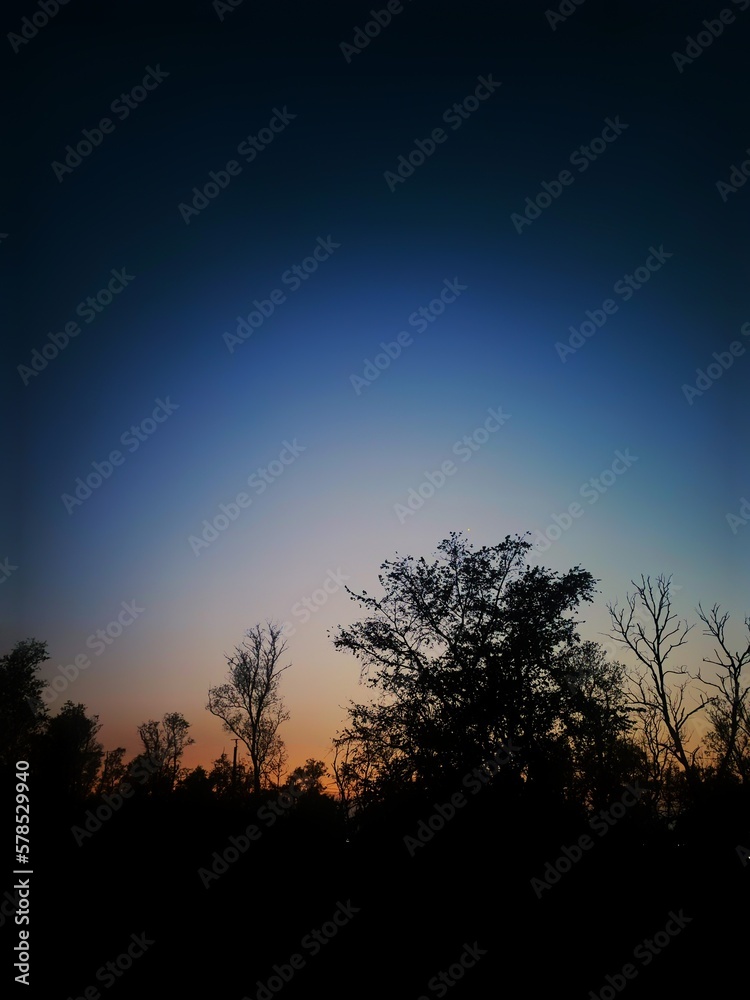 Fototapeta premium silhouette of a tree at sunset