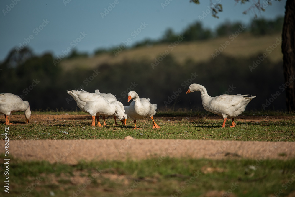 geese in the field geese in the field