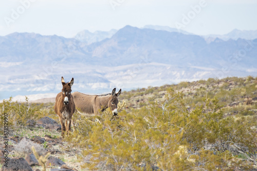 Wild burros in the desert