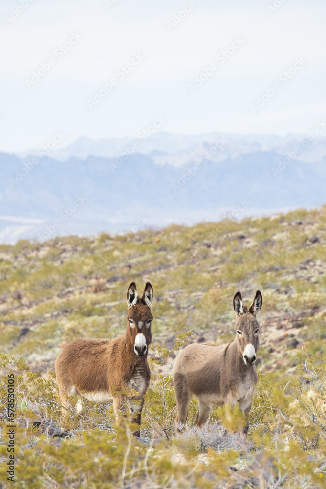 Fototapeta premium Wild burros in the desert