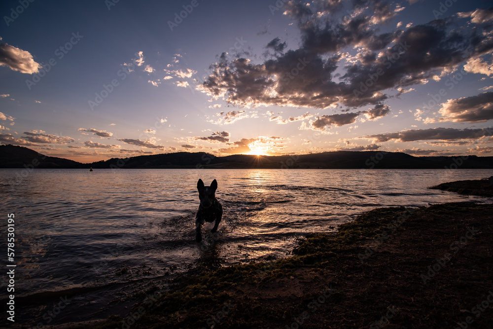 Fototapeta premium Dog swimming at sunset