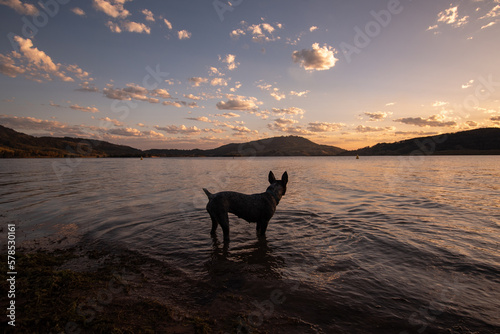 Dog swimming at sunset