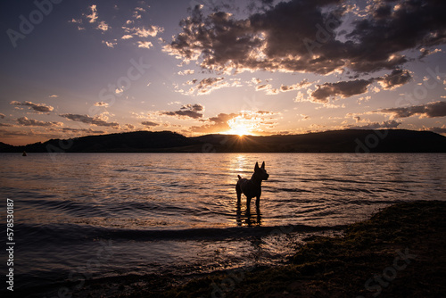 Dog swimming at sunset © CJO Photography
