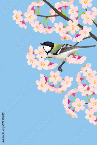 桜とシジュウカラ
