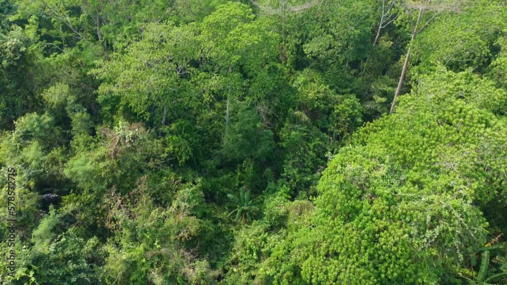 The green canopy of the tropical forest thrives in the summer, a mesmerizing sight from above as the sun's rays dance on the leaves. 4K Aerial view footage, Travel and leisure concepts in Thailand