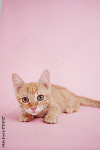ginger tabby kitten on pink background