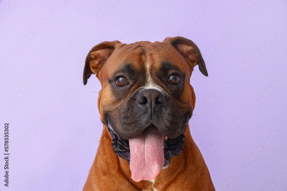 Boxer dog on lilac background, closeup
