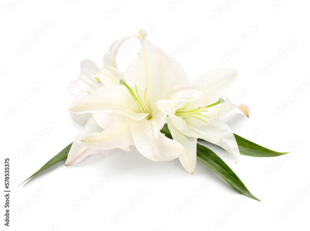 Beautiful lily flowers isolated on white background Beautiful lily flowers isolated on white background