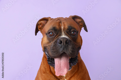 Boxer dog on lilac background, closeup