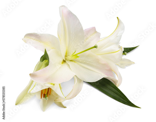 Delicate lily flowers on white background