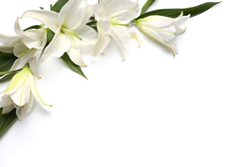 Composition with beautiful lily flowers on white background
